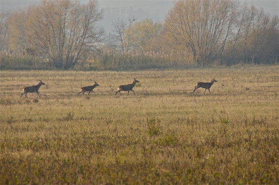 Boli s nimi aj jelenice