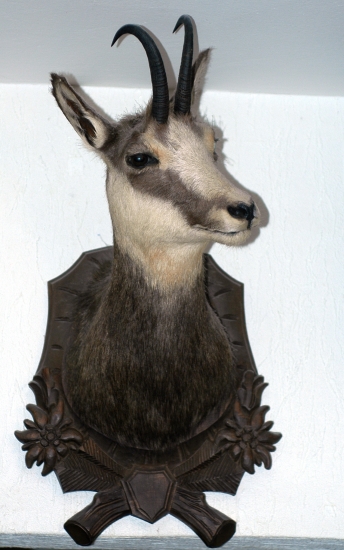 Kamzík z Jeseníkov...