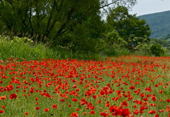 Letné reminiscencie
