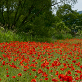 Letné reminiscencie