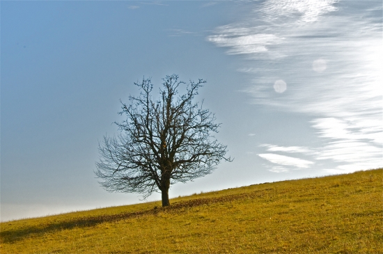V šírom poli hruška stojí....