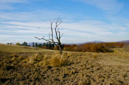 To nie je hlboká orba,..to urobili diviaky