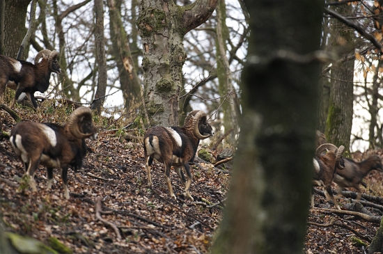 Fešáci...Na úteku