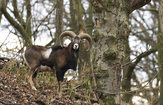 Tretí z fešákov..