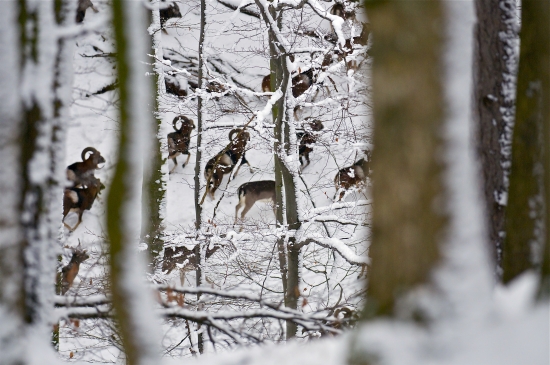 Unikajúca črieda v protisvahu..