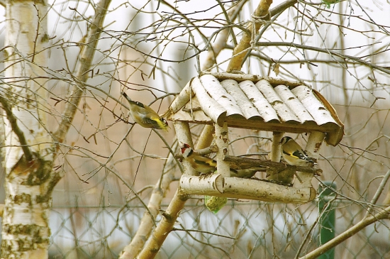 Hádavé stehlíky...
