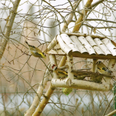 Hádavé stehlíky...