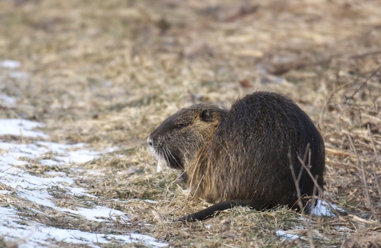Nutria riečna..