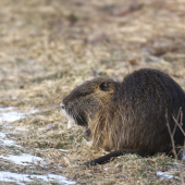 Nutria riečna..