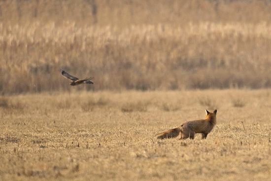 Potravinoví konkurenti