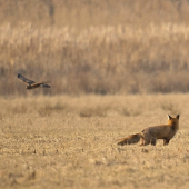 Potravinoví konkurenti