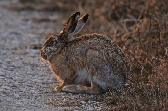 V podvečernom slnku..