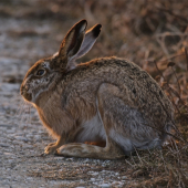 V podvečernom slnku..