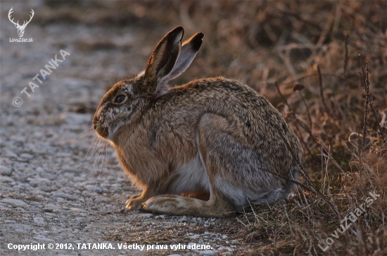 V podvečernom slnku..