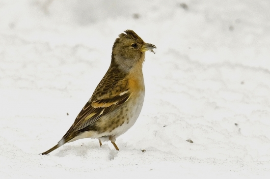 Pinka severská /Fringilla montifringilla/