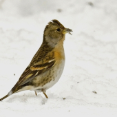 Pinka severská /Fringilla montifringilla/