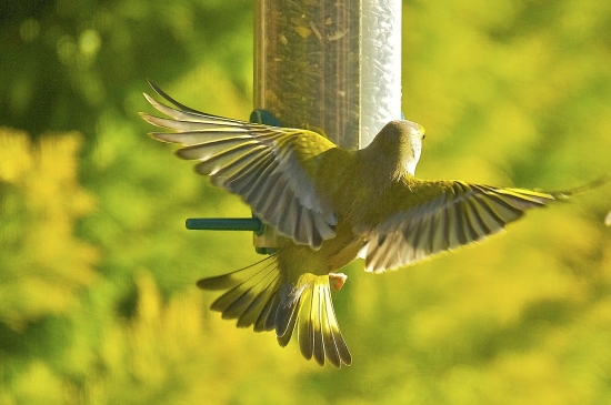 Vtáčia symfónia...