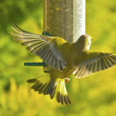 Vtáčia symfónia...