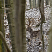 Bližšie sa nedalo...