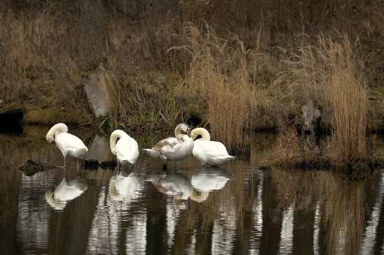 Parádenie sa v zrkadle...
