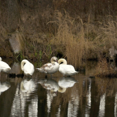 Parádenie sa v zrkadle...