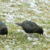 Prileteli škorce...