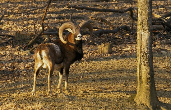 V jarných lúčoch..