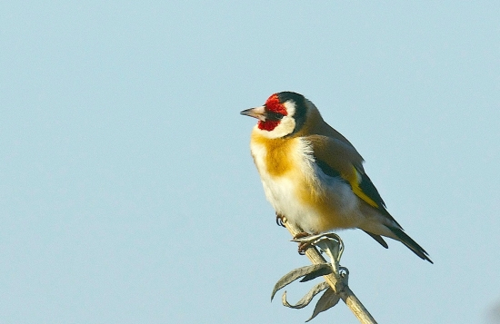 Pod modrou oblohou..