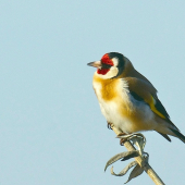 Pod modrou oblohou..