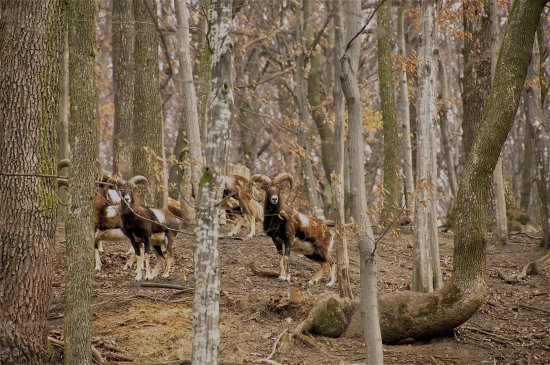 Barančeky v hrabovo-dubovom lese..