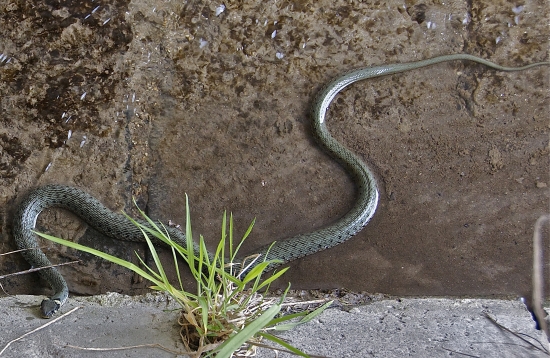 Užovka obojková /Natrix natrix/