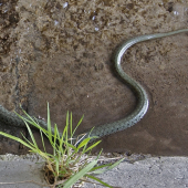 Užovka obojková /Natrix natrix/