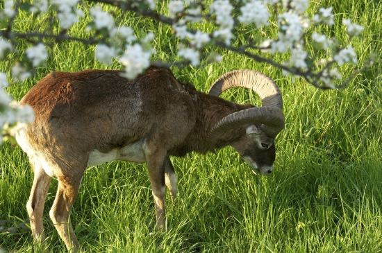 Prišiel rovno pod posed...