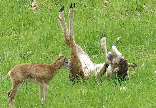 Mami, zase také smiešne to nebolo...