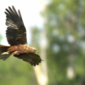 Kaňa močiarna na love...