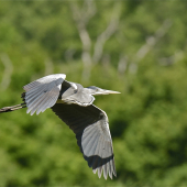 Volavka popolavá.. mimikry...hra svetla.