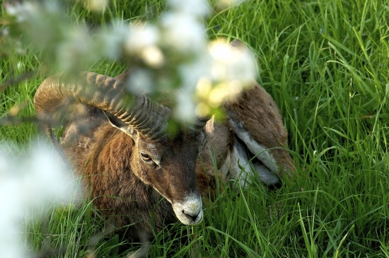 Pod jabloňou...ako kráľ s korunou.