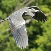 Volavka...ešte raz.