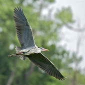 V plnej kráse...Letovka.