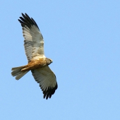 Kaňa močiarna....letovka.