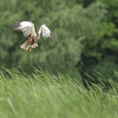Zameranie koristi, tesne pred útokom...