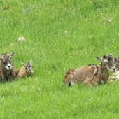 Odpočinok pod ochranou matiek...
