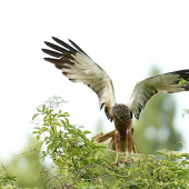 Pristávací manéver..