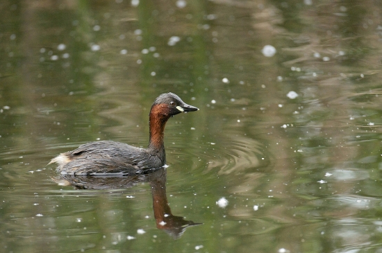Potápka hnedá /Tachybaptus raficallis/