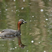 Potápka hnedá /Tachybaptus raficallis/