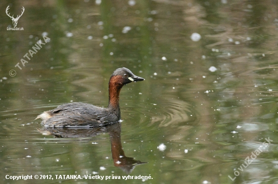 Potápka hnedá /Tachybaptus raficallis/