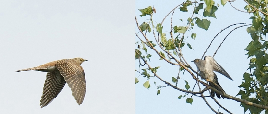 Kukučky - hrdzavá forma samičky a samček