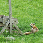Blška von z kožúška...