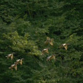 Letka ide na pristátie...