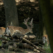 V poslednej chvíli...